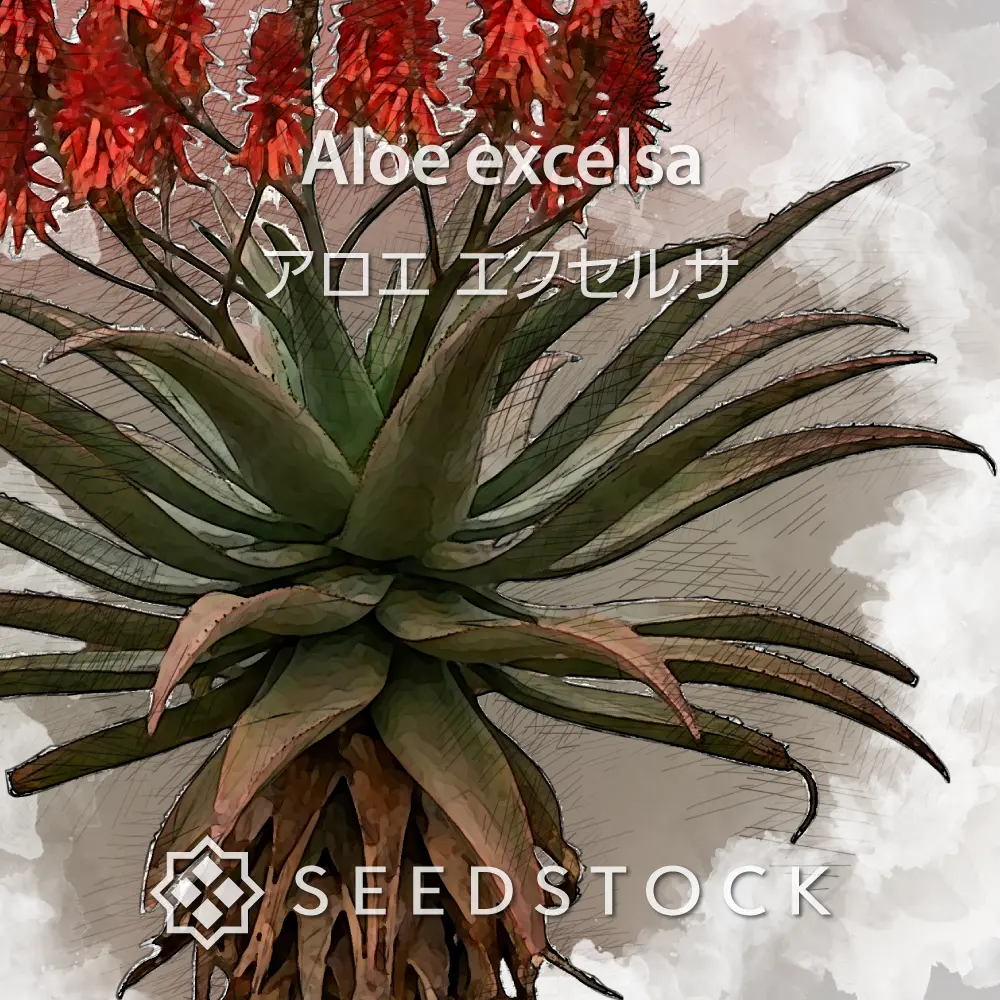 [種子] アロエ エクセルサ Aloe excelsa