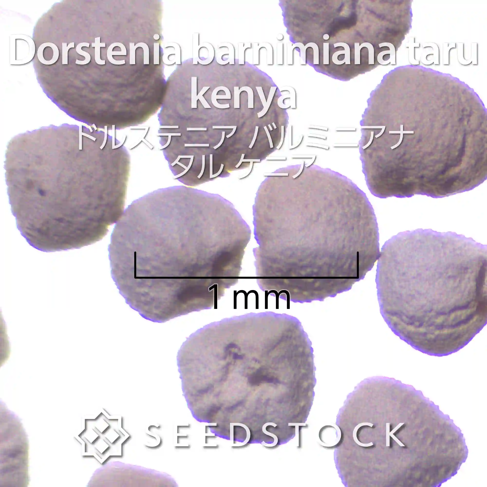 [種子] ドルステニア バルミニアナ タル ケニア Dorstenia barnimiana  taru kenya