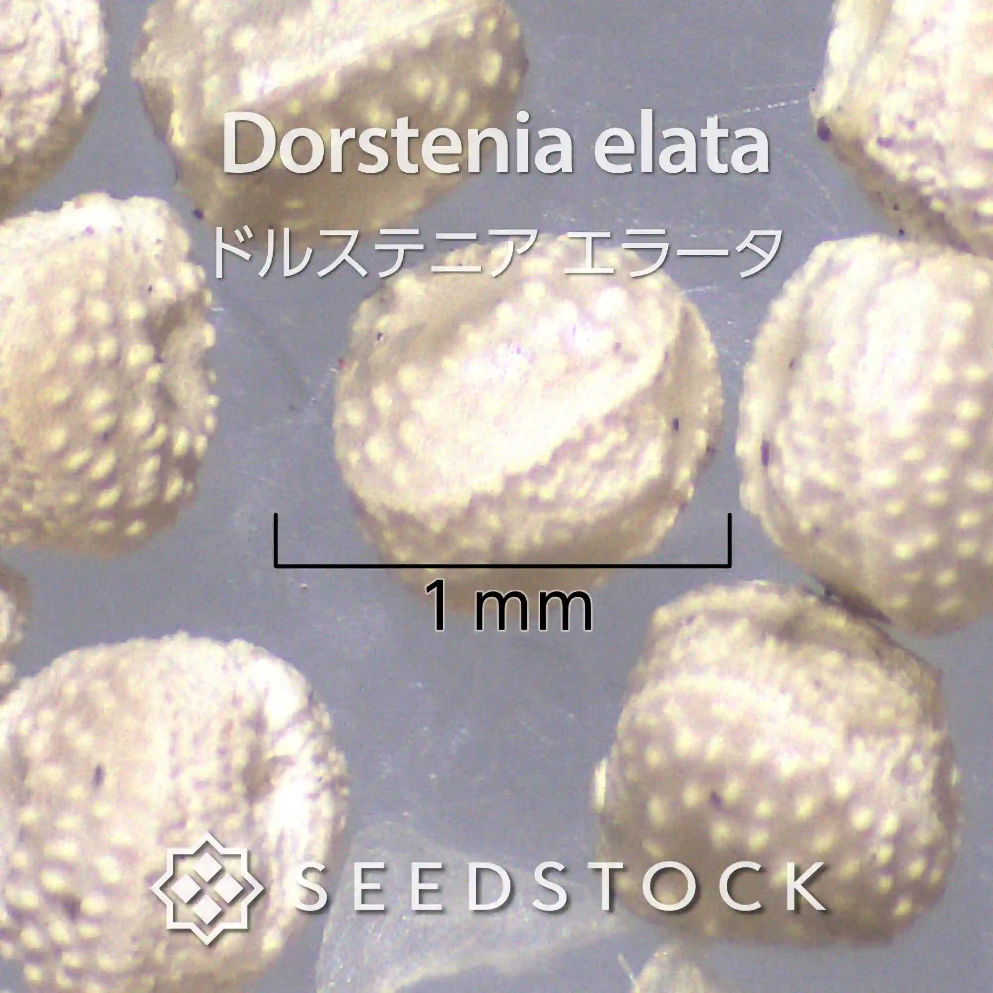 [種子] ドルステニア エラータ Dorstenia elata