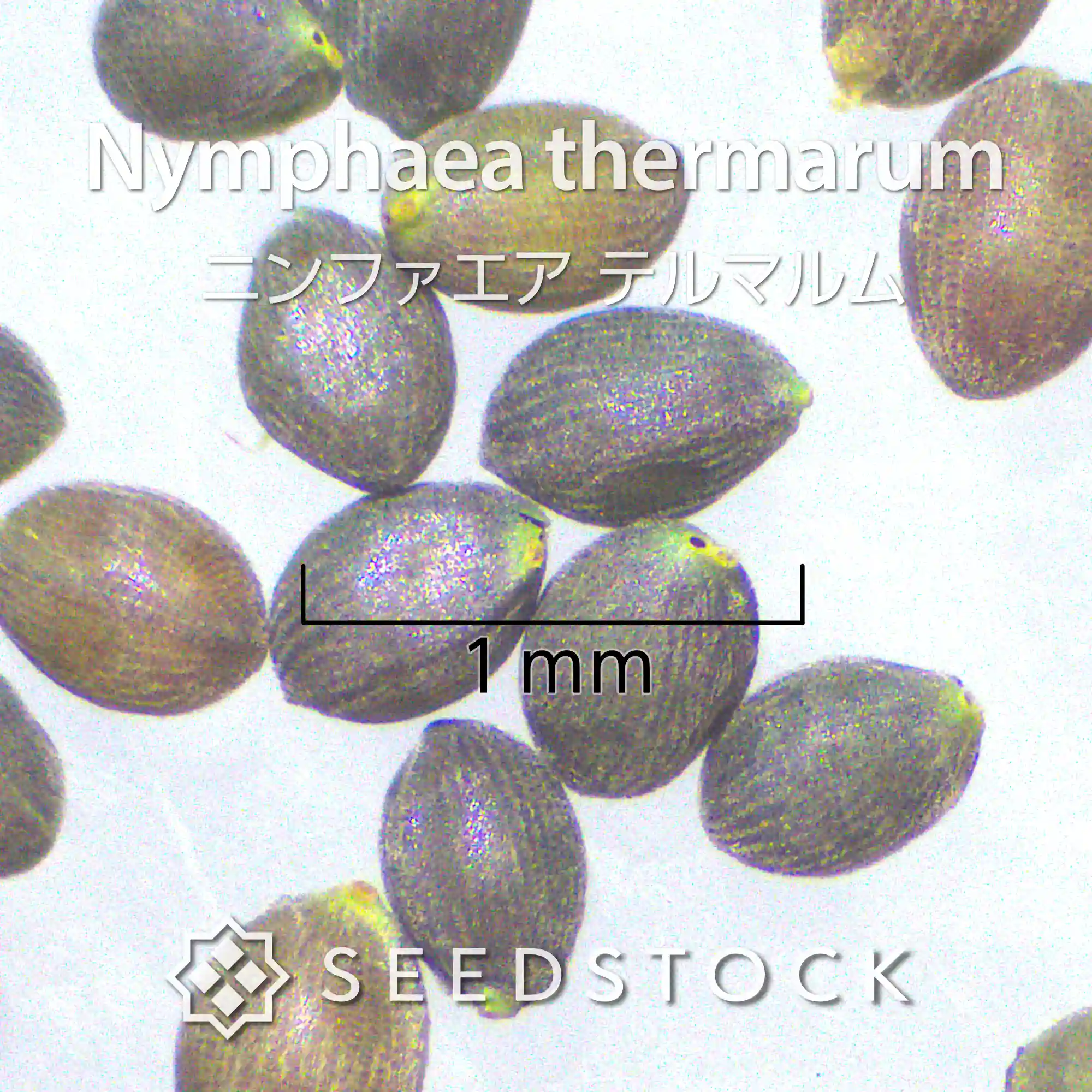 [種子] ニンファエア テルマルム（ルワンダヒナスイレン） Nymphaea thermarum