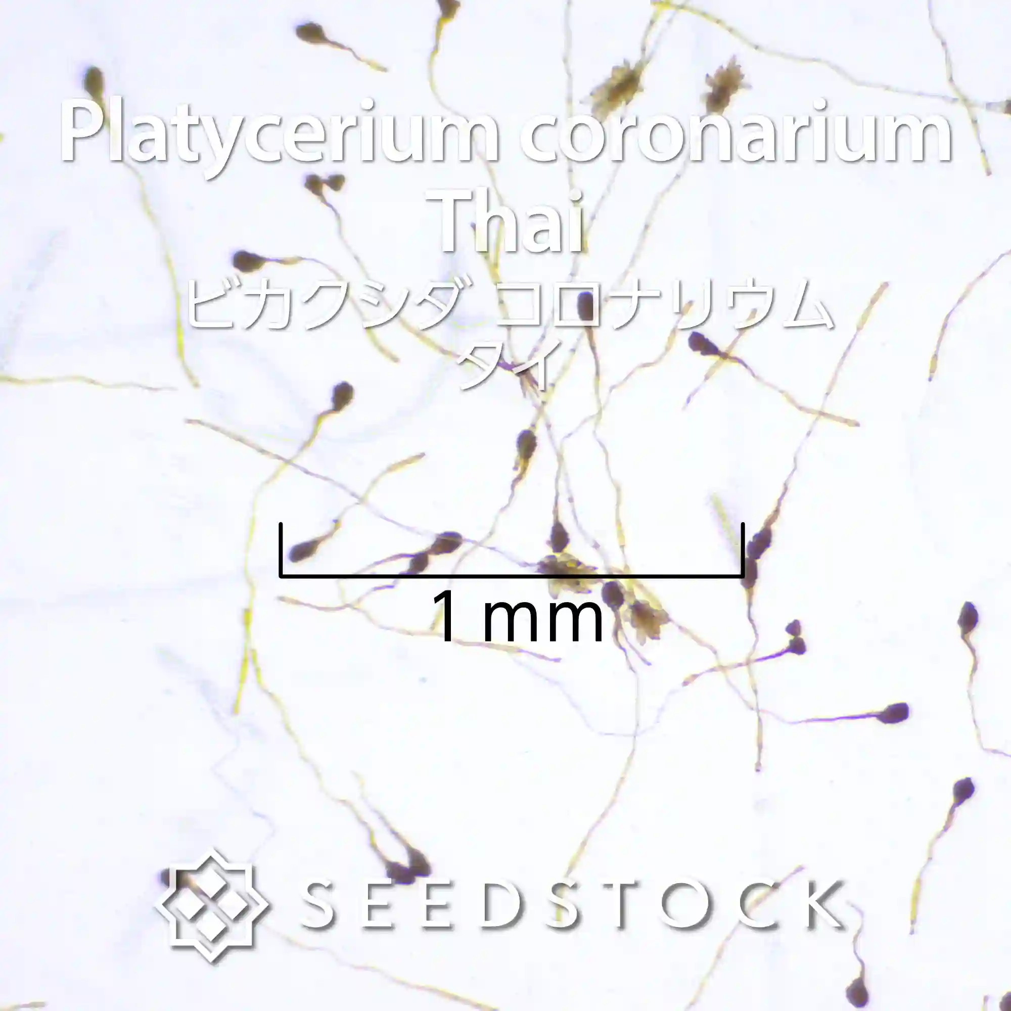 [種子/胞子] ビカクシダ（プラティセリウム） コロナリウム タイ Platycerium coronarium  Thai