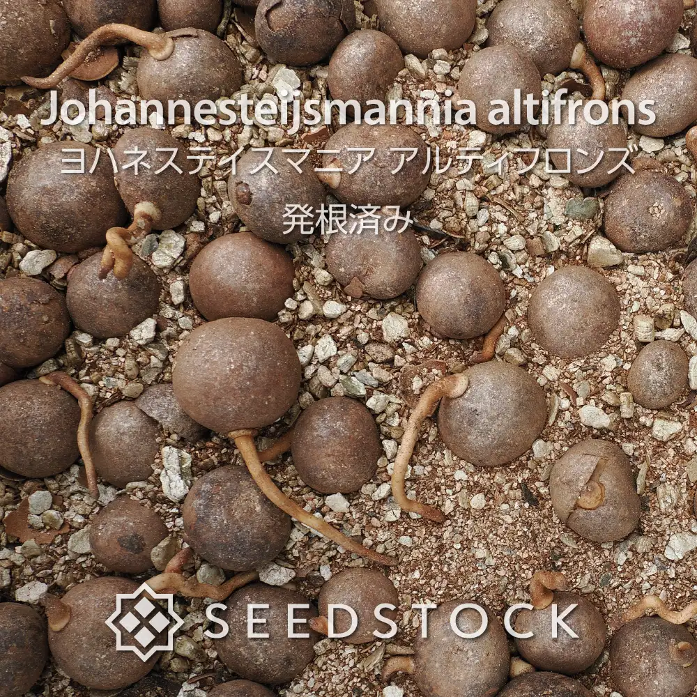 [発根種子]ヨハネステイスマニア アルティフロンズ Johannesteijsmannia altifrons
