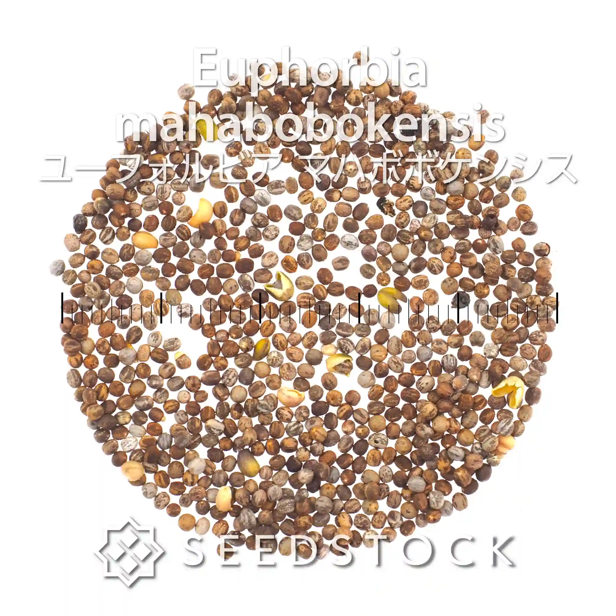 [種子] ユーフォルビア マハボボケンシス Euphorbia mahabobokensis