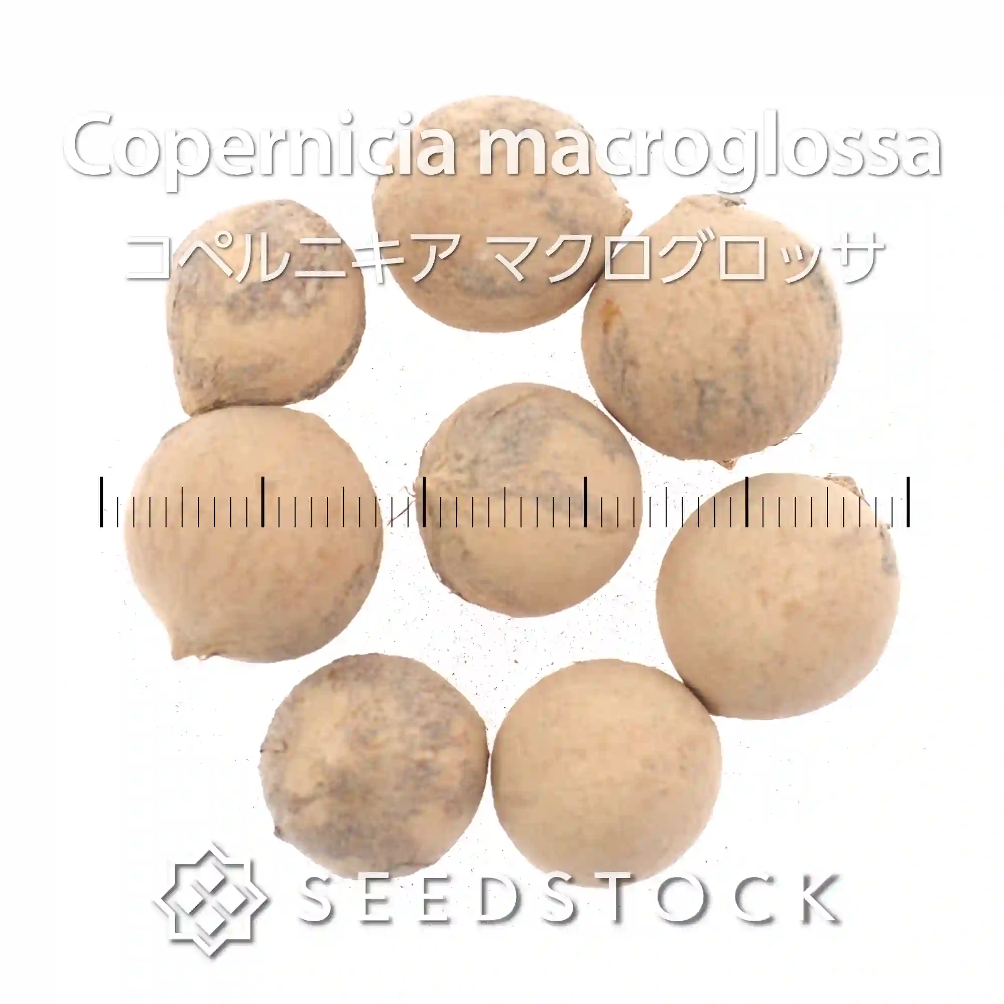 [種子]コペルニキア マクログロッサ Copernicia macroglossa