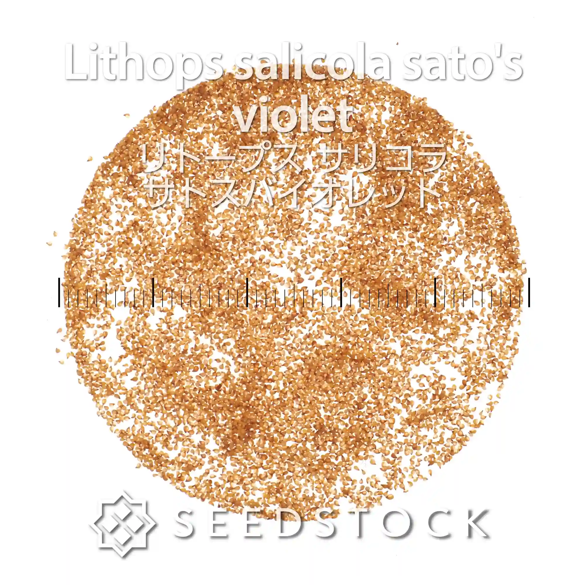[種子] リトープス サリコラ サトスバイオレット Lithops salicola  sato's violet