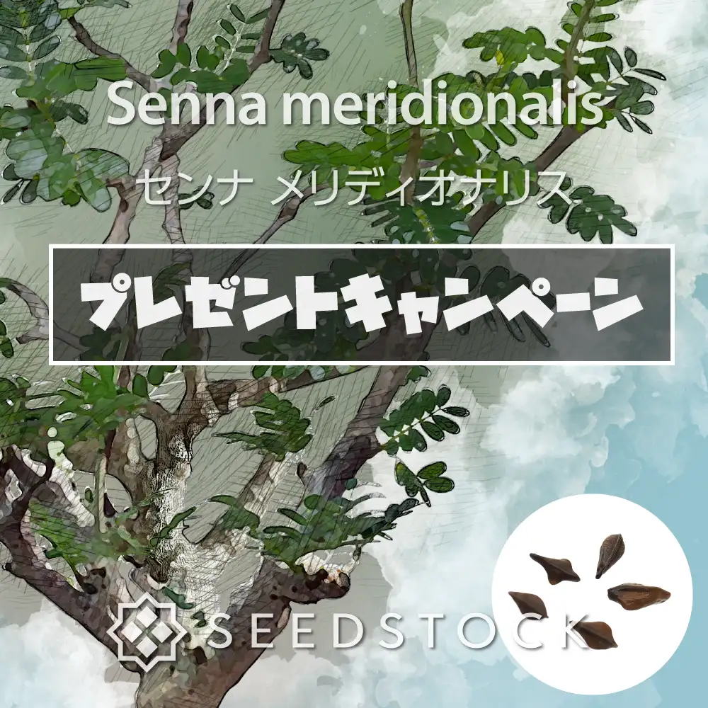 [プレゼント種子/2026.6.18~] センナ メリディオナリス Senna meridionalis Lot. FREE（前ロット）