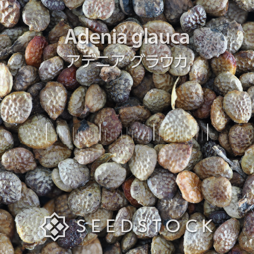 [種子/高難度] アデニア グラウカ Adenia glauca