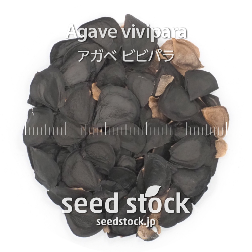 [種子] アガベ ビビパラ Agave vivipara