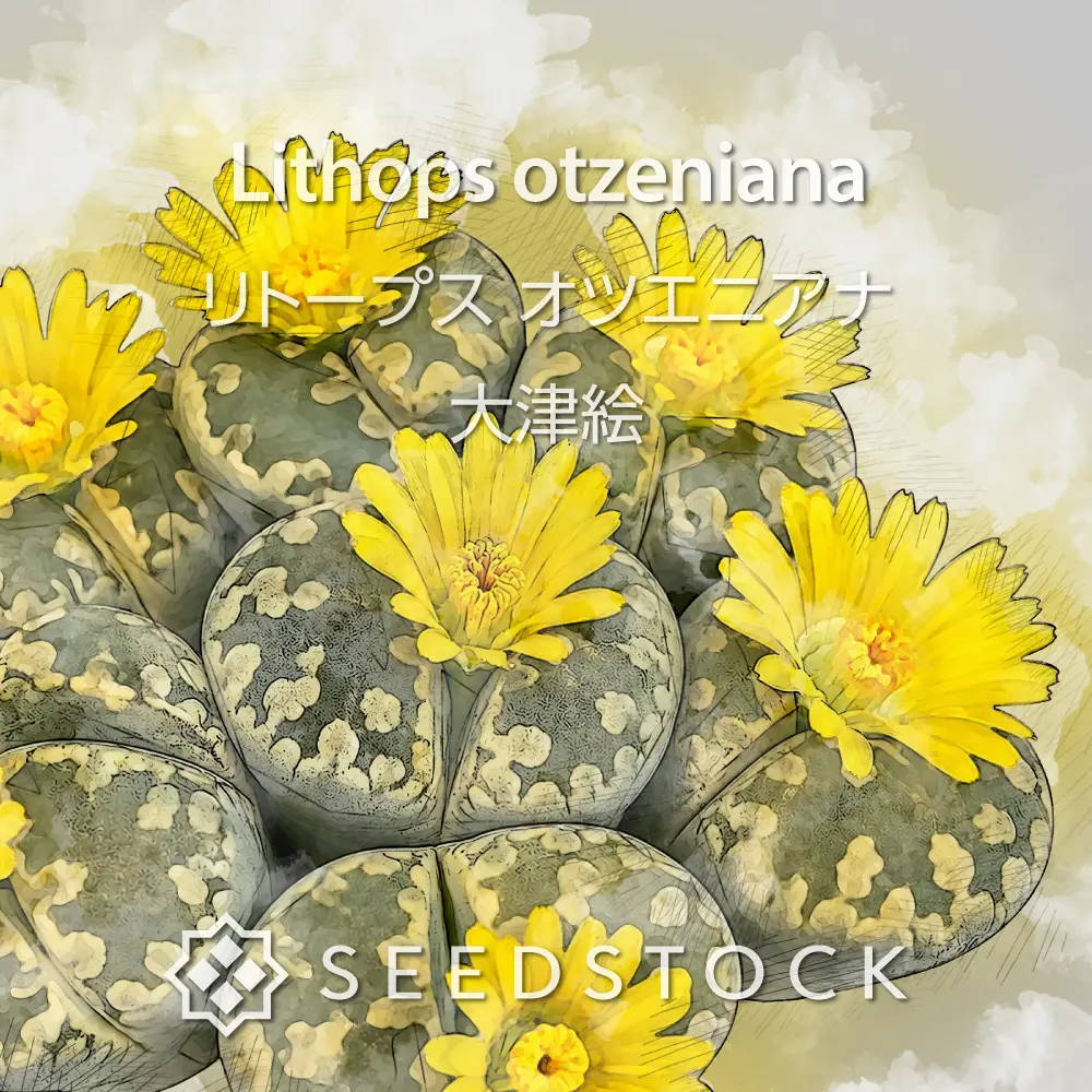 [種子] リトープス オツエニアナ Lithops otzeniana 大津絵