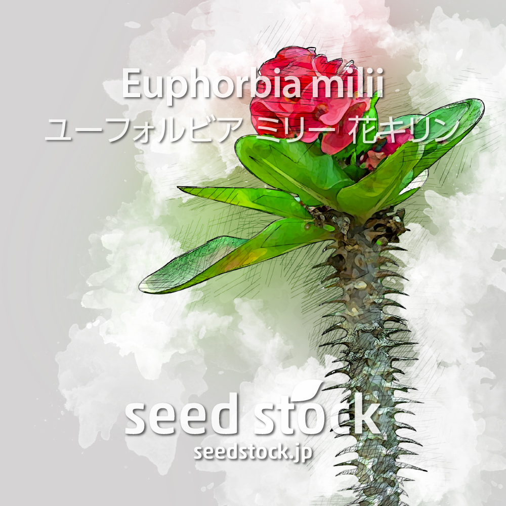 [種子] ユーフォルビア ミリー 花キリン Euphorbia milii