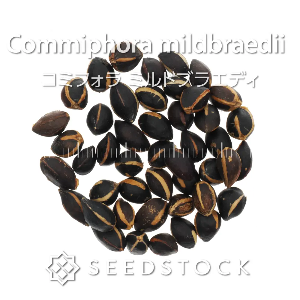 [種子] コミフォラ ミルドブラエディ Commiphora mildbraedii