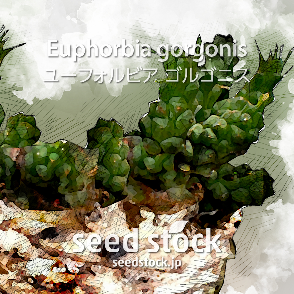 [種子] ユーフォルビア ゴルゴニス 金輪際 Euphorbia gorgonis