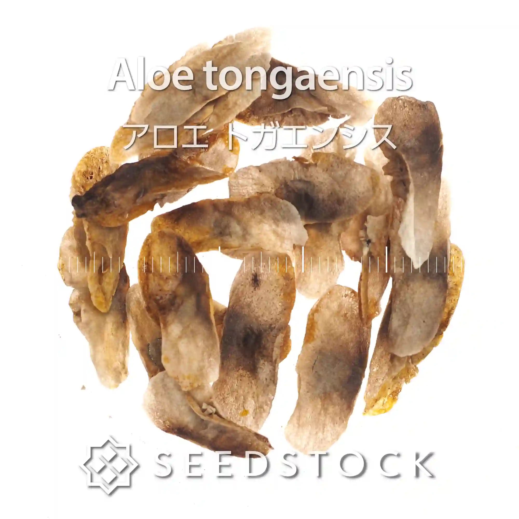[種子] アロエ トンガエンシス Aloe tongaensis