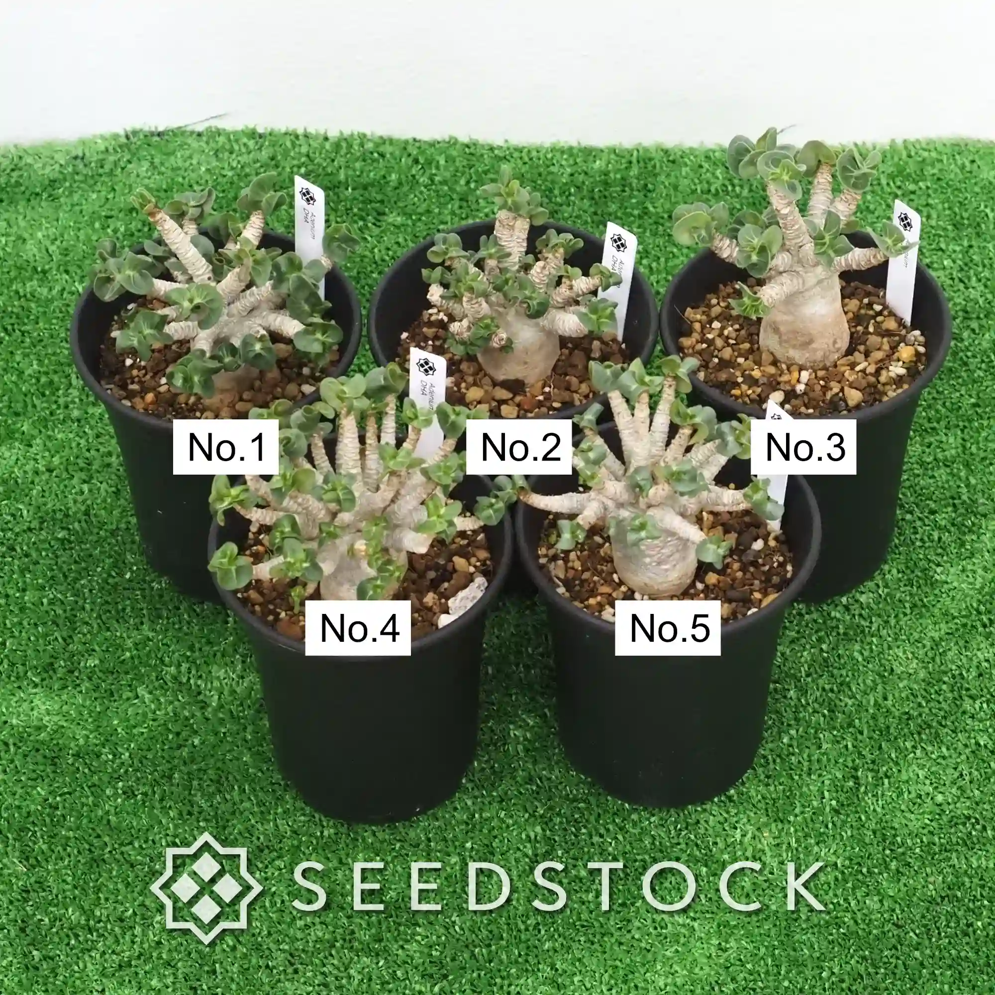 [株] アデニウム DHA Adenium DHA