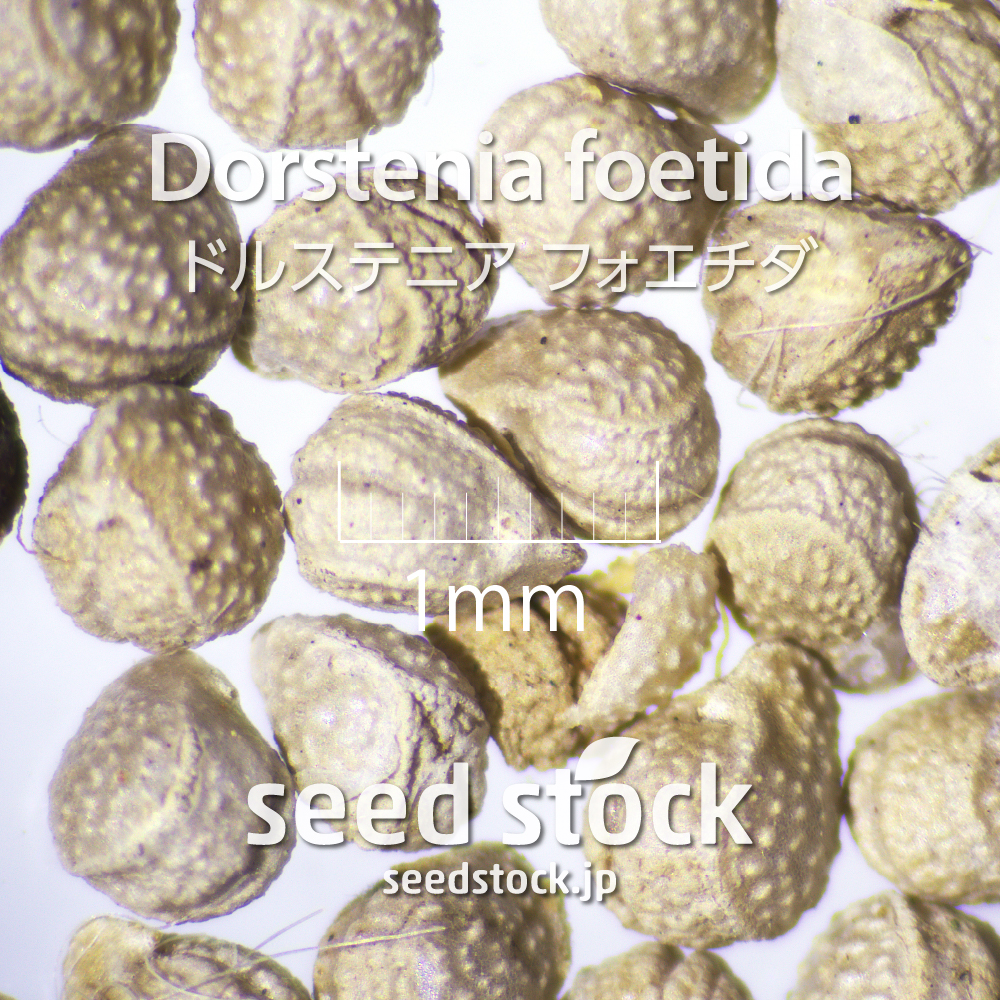[種子] ドルステニア フォエチダ Dorstenia foetida