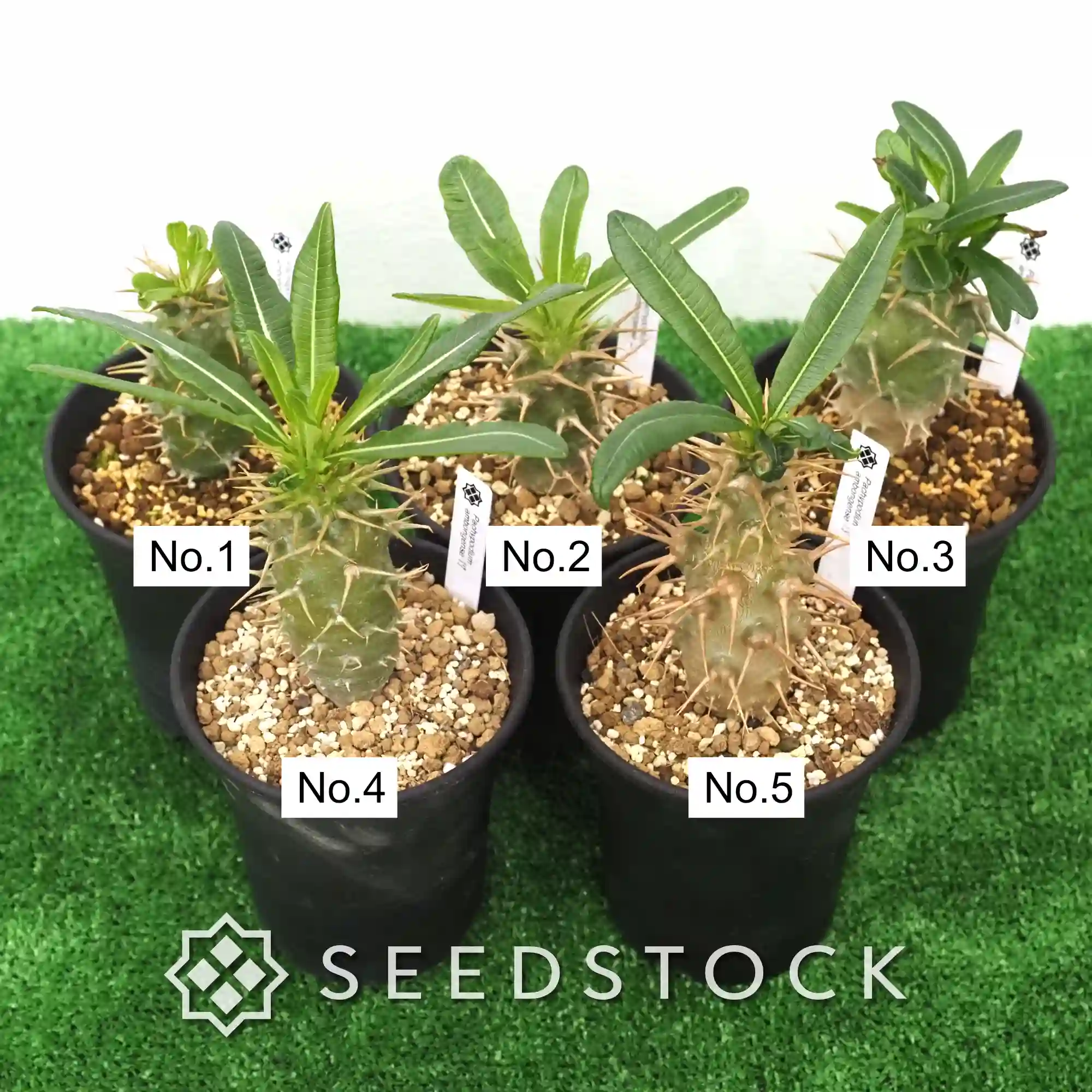 [株] パキポディウム アンボンゲンセ Pachypodium ambongense