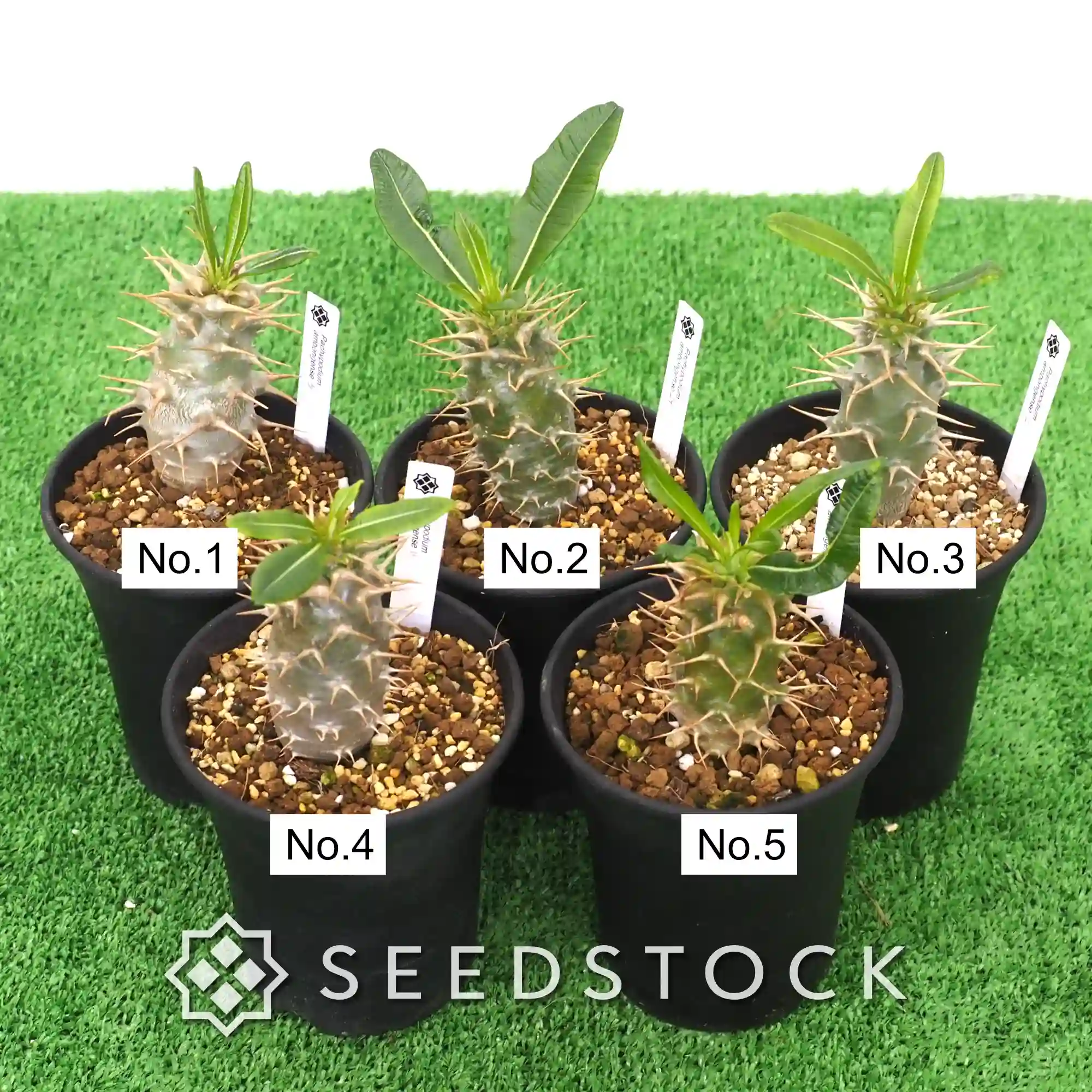 [株] パキポディウム アンボンゲンセ Pachypodium ambongense
