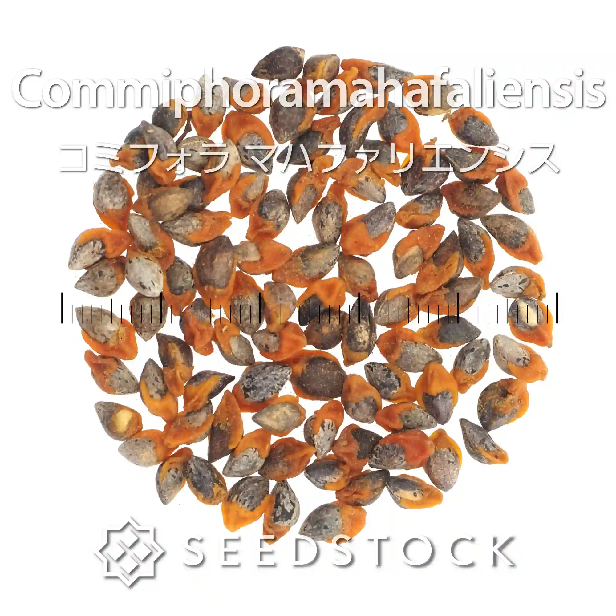 [種子] コミフォラ マハファリエンシス Commiphora mahafaliensis