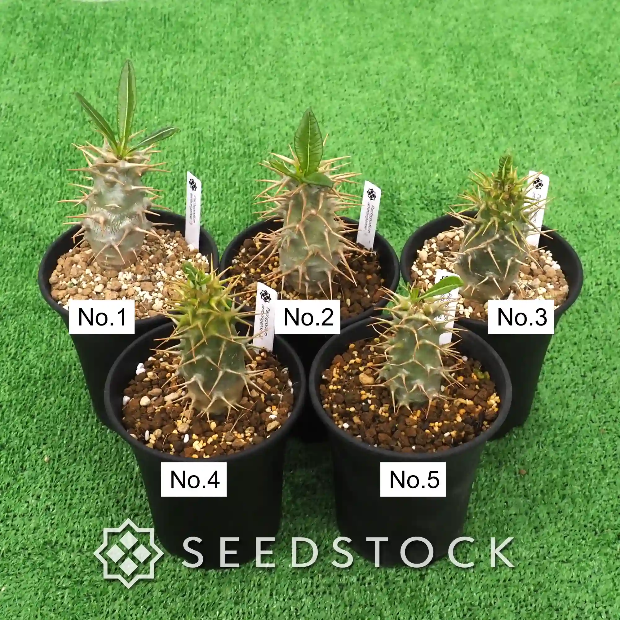[株] パキポディウム アンボンゲンセ Pachypodium ambongense