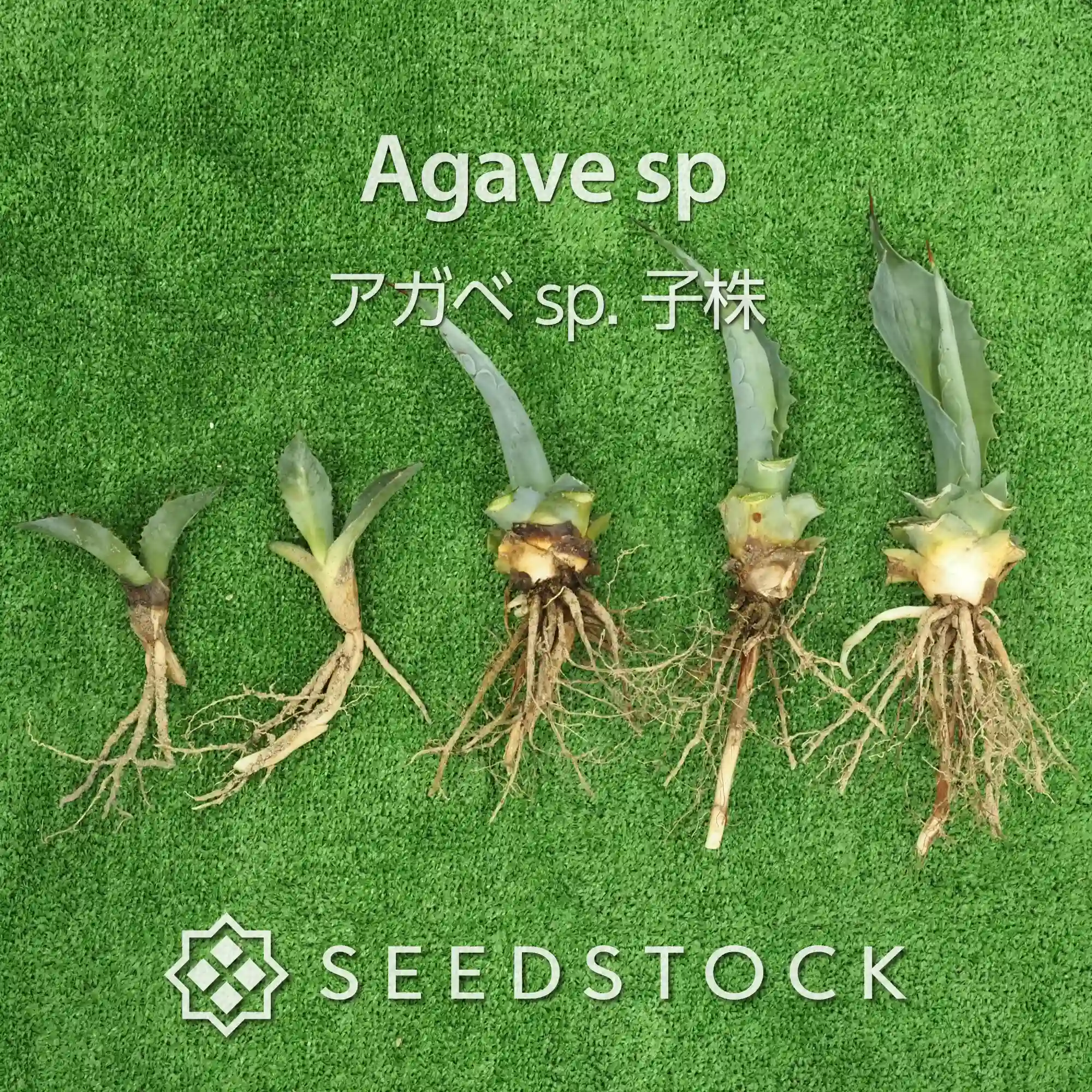 [株] アガベ sp. 子株 Agave  sp. 5株セット