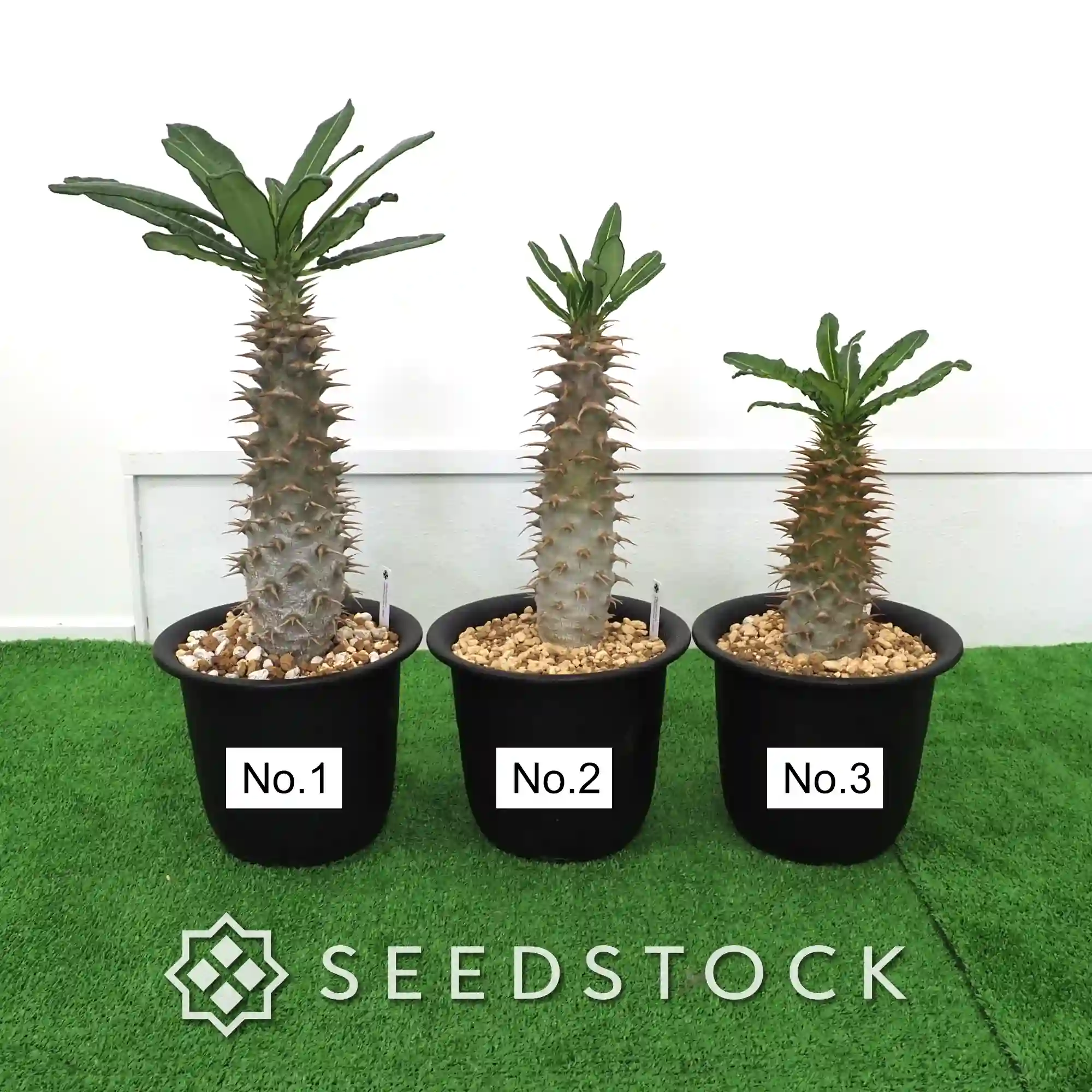 [株] パキポディウム アンボンゲンセ Pachypodium ambongense L-Size