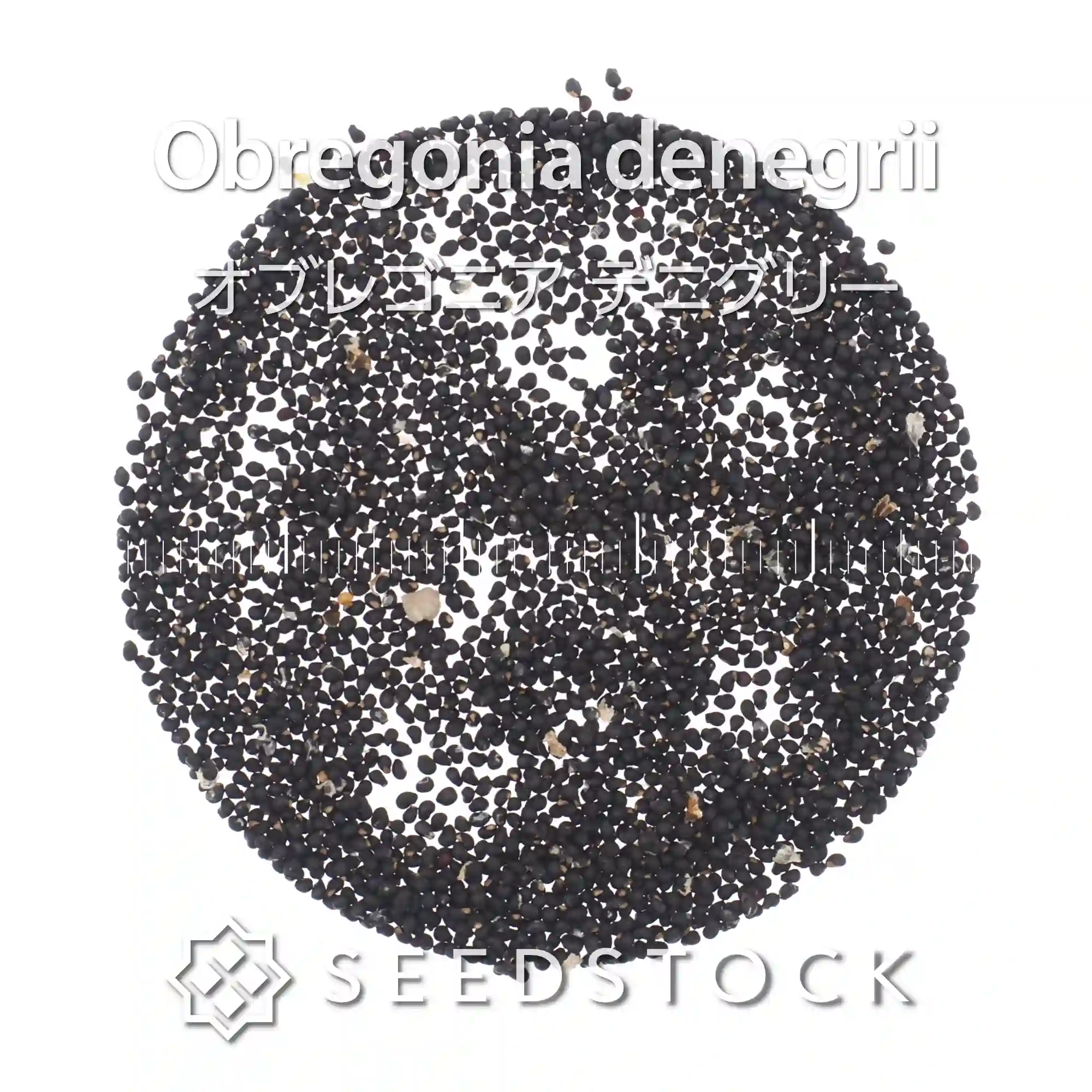 [種子] オブレゴニア デニグリー Obregonia denegrii