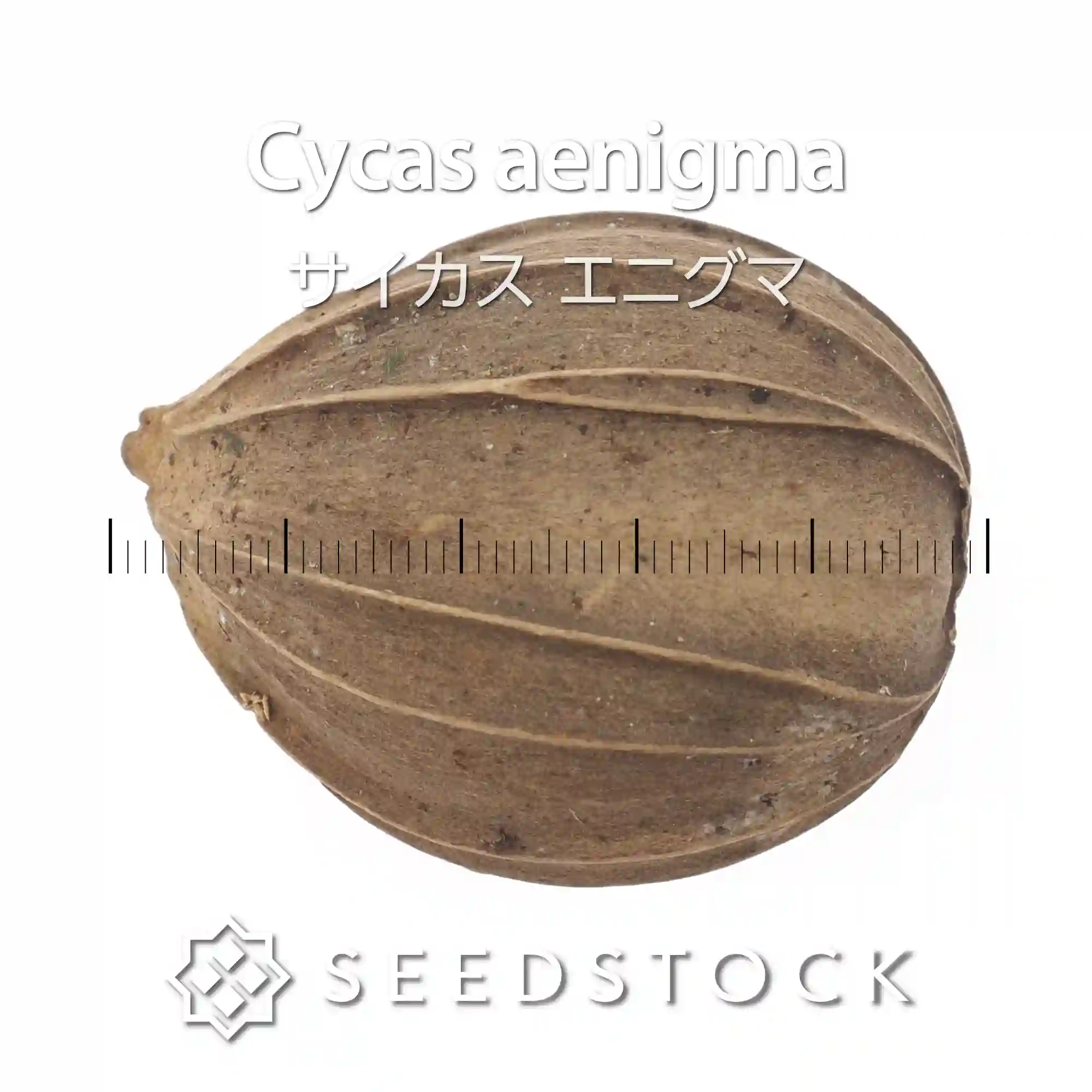 [種子] サイカス エニグマ Cycas aenigma