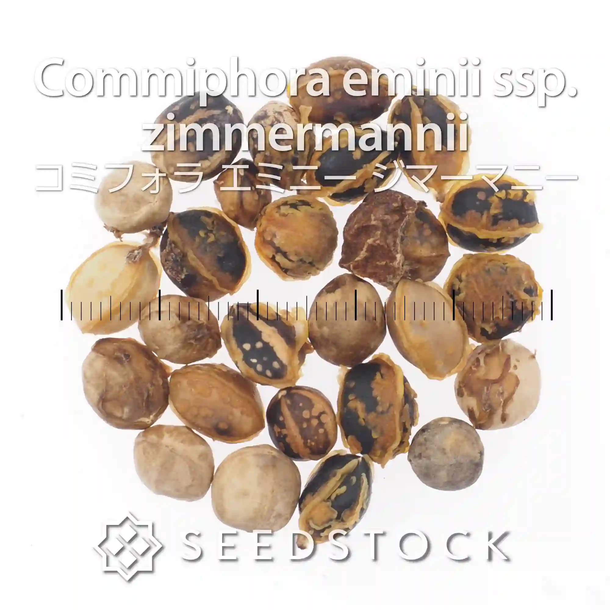 [種子] コミフォラ エミニー ジマーマニー Commiphora eminii ssp. zimmermannii