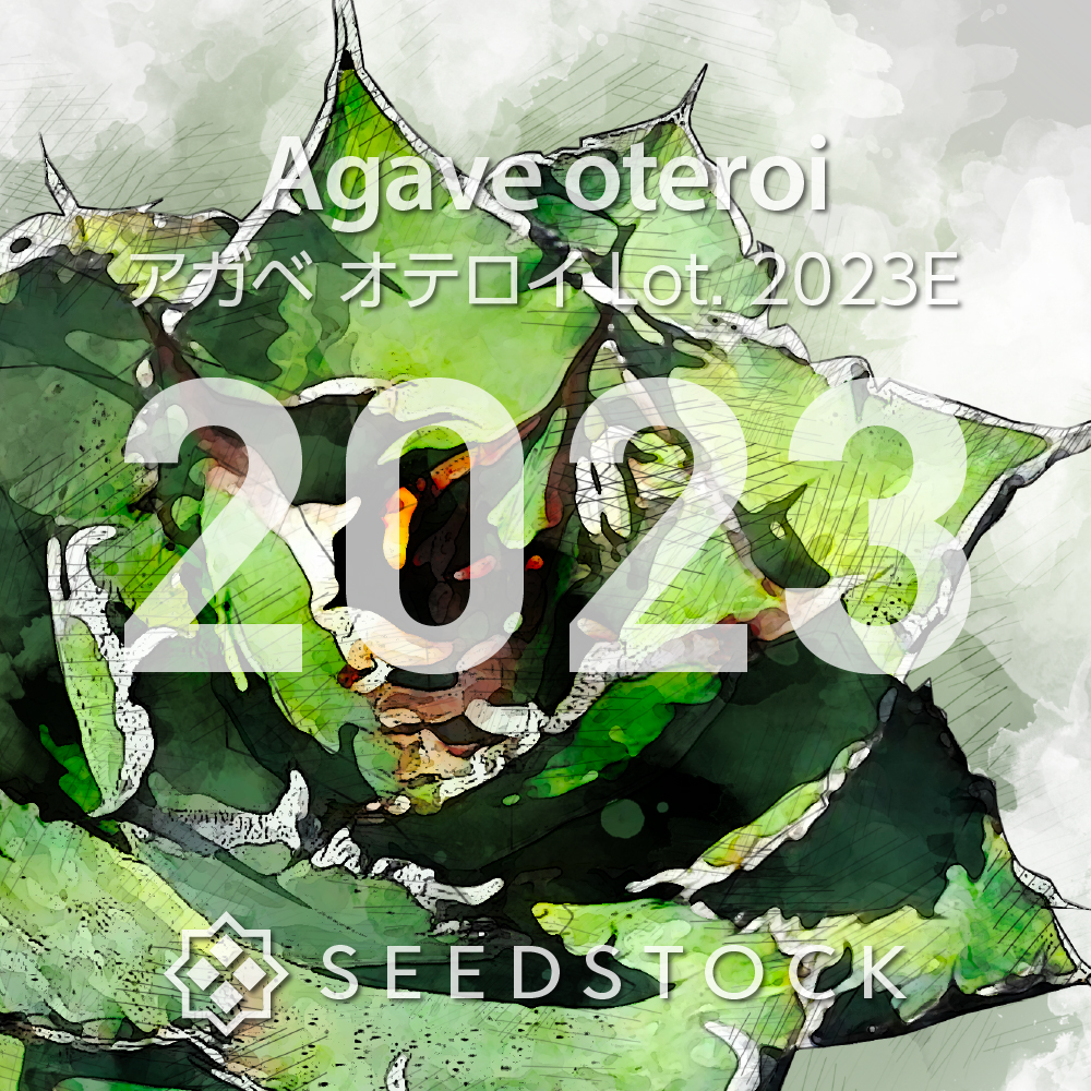 [種子] アガベ オテロイ Lot.2023E（2023年ロット）
