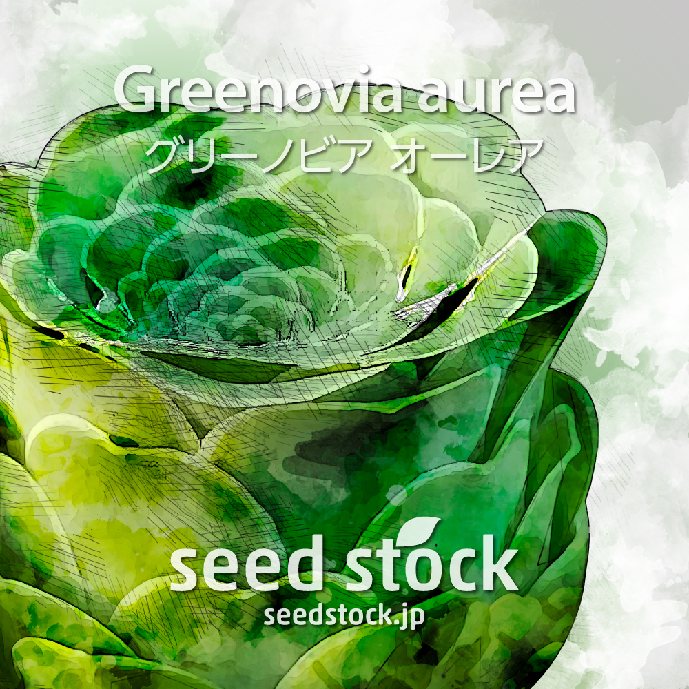 [種子] グリーノビア オーレア Greenovia aurea