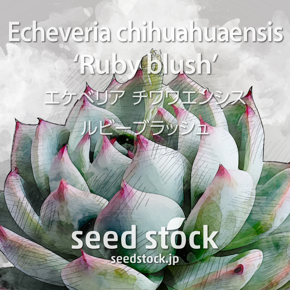 [種子] エケベリア チワワエンシス ルビーブラッシュ Echeveria chihuahuaensis Ruby Blush