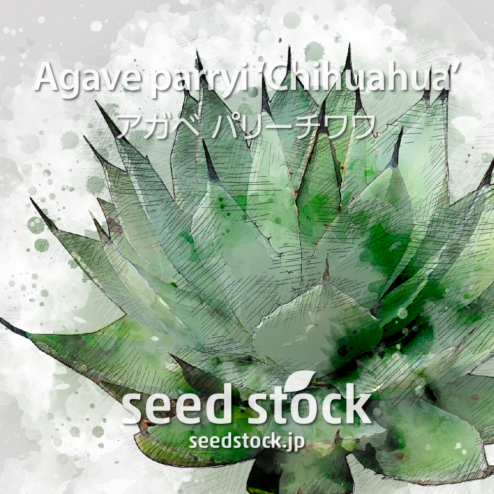 [種子] アガベ パリー チワワ Agave parryi "Chihuahua"