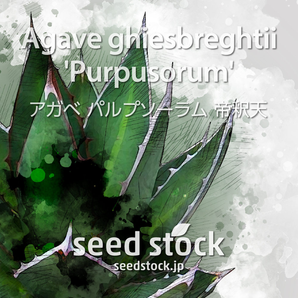[種子] アガベ パルプソーラム Agave ghiesbreghtii 'Purpusorum'