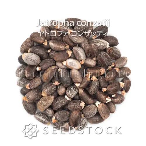 新着商品一覧 - SEEDSTOCK