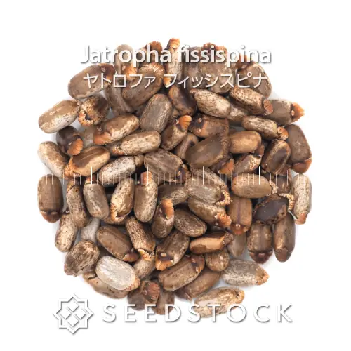 新着商品一覧 - SEEDSTOCK