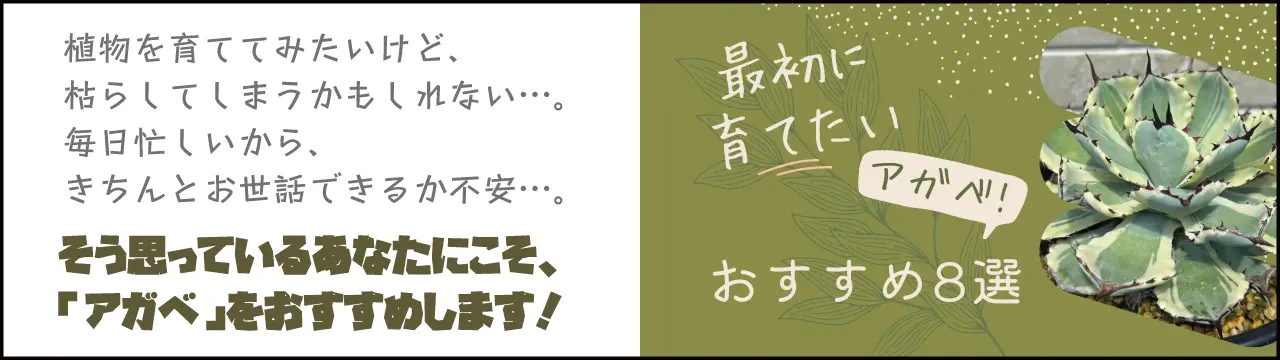 アガベ