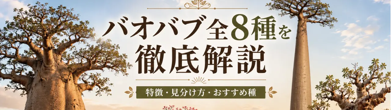 アダンソニア